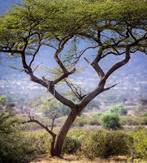 Landscape Scene of Leopard Resting in Acacia Tree in Samburu, Kenya Landscape Scene of Leopard Resting in Acacia Tree in Samburu, Kenya