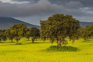 Landscape with trees on meadow in morning light, at Quintana de la Serena, Extremadura Landscape with trees on meadow in morning light, at Quintana de la Serena, Extremadura