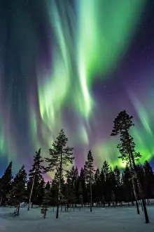 Prints of Aurora bursts over the frozen forests of Swedish Lapland Sweden Prints: Lapland Aurora Print: Frozen Forests of Swedish Lapland