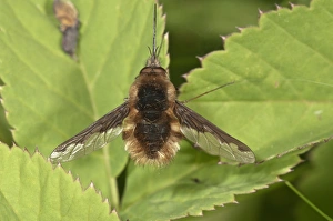 Large bee fly -Bombylius major- basking, Untergroeningen, Baden-Wuerttemberg, Germany Large bee fly -Bombylius major- basking, Untergroeningen, Baden-Wuerttemberg, Germany