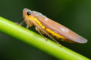 Large Brown Leafhopper (Bothrogonia ferruginea) Large Brown Leafhopper (Bothrogonia ferruginea)