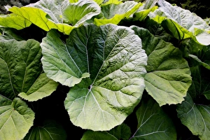 Large Butterbur -Petasitidis folium- leaves in the Wutach Gorge, Black Forest Large Butterbur -Petasitidis folium- leaves in the Wutach Gorge, Black Forest