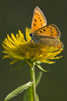 Large Copper -Lycaena dispar- on a British Yellowhead -Inula britannica-, Burgenland, Austria Large Copper -Lycaena dispar- on a British Yellowhead -Inula britannica-, Burgenland, Austria
