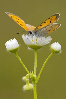 Large Copper -Lycaena dispar-, Burgenland, Austria Large Copper -Lycaena dispar-, Burgenland, Austria
