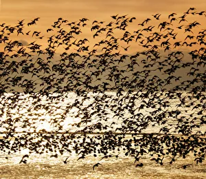 Large Flock of Dunlin Against Sunrise at Jones Beach Large Flock of Dunlin Against Sunrise at Jones Beach