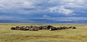 Large group of African buffalos -Syncerus caffer- lying at Lake Nakuru, Lake Nakuru National Park, Kenya, East Africa, Africa, PublicGround Large group of African buffalos -Syncerus caffer- lying at Lake Nakuru, Lake Nakuru National Park, Kenya, East Africa, Africa, PublicGround