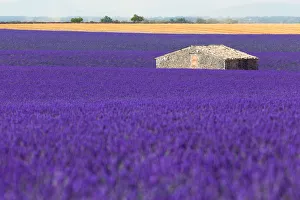 large lavender field with a little house in the middle large lavender field with a little house in the middle