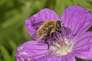 Large narcissus fly -Merodon equestris-, male eating pollen from bloody cranesbill Large narcissus fly -Merodon equestris-, male eating pollen from bloody cranesbill