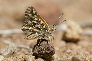 Large Silver-spotted Copper -Trimenia argyroplaga-, indigenous butterfly species of South Africa, Naries, Namaqualand Large Silver-spotted Copper -Trimenia argyroplaga-, indigenous butterfly species of South Africa, Naries, Namaqualand