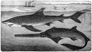 largetooth sawfish (Pristis microdon) and blue shark (Prionace glauca) largetooth sawfish (Pristis microdon) and blue shark (Prionace glauca)