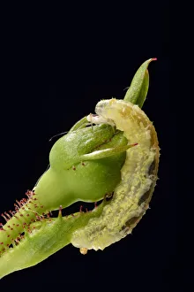 Larva of a Hoverfly -Syrphidae- on a bud of a Rose -Rosa-, beneficial insect, macro shot Larva of a Hoverfly -Syrphidae- on a bud of a Rose -Rosa-, beneficial insect, macro shot
