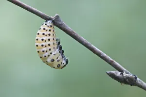 Larva of the poplar leaf beetle (Chrysomela populi), metamorphosis Larva of the poplar leaf beetle (Chrysomela populi), metamorphosis