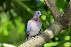 Laughing Dove -Streptopelia senegalensis-, adult on tree, South Africa Laughing Dove -Streptopelia senegalensis-, adult on tree, South Africa