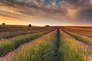 Lavender Field II Lavender Field II