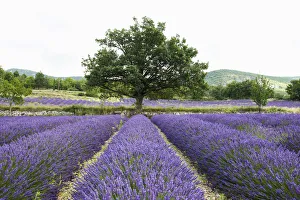 Lavender field, near Sault, Vaucluse, Provence-Alpes-Cote dAzur, France Lavender field, near Sault, Vaucluse, Provence-Alpes-Cote dAzur, France
