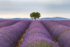 Lavender fields on the Plateau de Valensole, Provence Lavender fields on the Plateau de Valensole, Provence