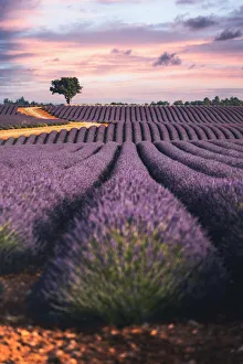 Lavender fields in Provence, France. Lonely tree, purple sunset Lavender fields in Provence, France. Lonely tree, purple sunset