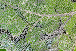 Leaf skeleton overlaying rainforest ground cover, Olympic National Park, Washington State Leaf skeleton overlaying rainforest ground cover, Olympic National Park, Washington State