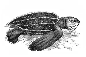 Leatherback sea turtle (sphargis coriacea) Leatherback sea turtle (sphargis coriacea)