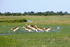 Lechwe or Southern Lechwe -Kobus leche-, Okavango Delta, Botswana, Africa Lechwe or Southern Lechwe -Kobus leche-, Okavango Delta, Botswana, Africa