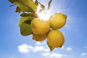 Lemons hanging on a tree, sunlight, backlit, Palma de Mallorca, Llucmajor, Majorca Lemons hanging on a tree, sunlight, backlit, Palma de Mallorca, Llucmajor, Majorca