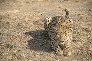 Leopard Namibia Prints: Leopard -Panthera pardus-, Khomas, Namibia