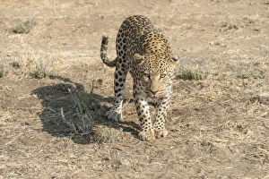 Leopard -Panthera pardus-, Khomas, Namibia Leopard -Panthera pardus-, Khomas, Namibia