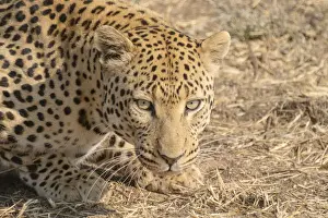 Leopard Print, Namibia