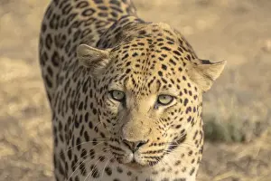 Animal Body Part Photography Prints: Leopard -Panthera pardus-, Khomas, Namibia