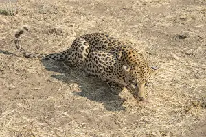Leopard Namibia Prints: Leopard -Panthera pardus-, Khomas, Namibia