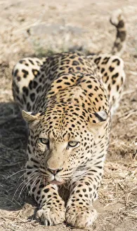 Leopard -Panthera pardus-, Khomas, Namibia Leopard -Panthera pardus-, Khomas, Namibia