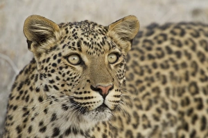 Leopard -Panthera pardus-, portrait, Etosha National Park, Namibia Leopard -Panthera pardus-, portrait, Etosha National Park, Namibia