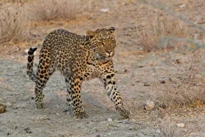 Leopard -Panthera pardus- roams his territory, Etosha National Park, Namibia Leopard -Panthera pardus- roams his territory, Etosha National Park, Namibia