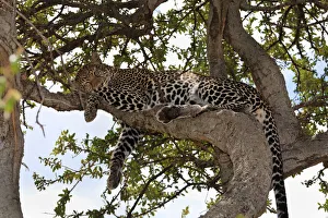 Leopard -Panthera pardus- sleeping in a fig tree, Masai Mara National Reserve, Kenya Leopard -Panthera pardus- sleeping in a fig tree, Masai Mara National Reserve, Kenya