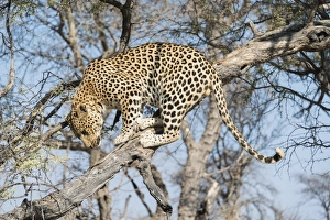 Leopard -Panthera pardus- in a tree, Khomas, Namibia Leopard -Panthera pardus- in a tree, Khomas, Namibia