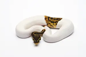 Prints of Leopard Piebald Ball Python or Royal Python -Python regius-, male Ball Python Prints: Leopard Piebald Ball Python Print