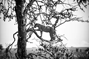 Leopard in a Tree, Serengeti, Tanzania Leopard in a Tree, Serengeti, Tanzania