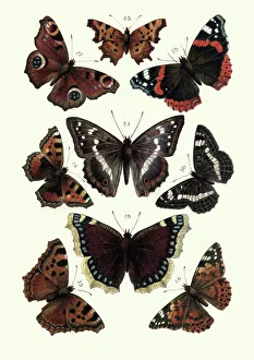 Digital vision vectors/insect lithographs/lepidoptera butterflies tortoiseshell butterfly Digital vision vectors/insect lithographs/lepidoptera butterflies tortoiseshell butterfly