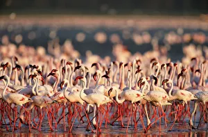 Lesser flamingos walking and feeding on algae at edge of alkaline lake Lesser flamingos walking and feeding on algae at edge of alkaline lake