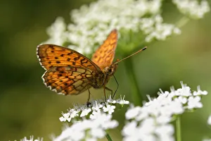 Lesser Marbled Fritillary -Brenthis ino- Kirchseemoor, Upper Bavaria, Bavaria, Germany Lesser Marbled Fritillary -Brenthis ino- Kirchseemoor, Upper Bavaria, Bavaria, Germany