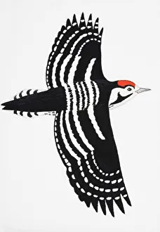 Lesser Spotted Woodpecker (Dendrocopos minor), adult male Lesser Spotted Woodpecker (Dendrocopos minor), adult male