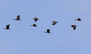 Lesser Whistling Ducks -Dendrocygna javanica-, the nature reserve near Godahena, Galle region, Southern Province Lesser Whistling Ducks -Dendrocygna javanica-, the nature reserve near Godahena, Galle region, Southern Province