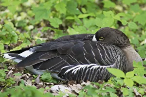 Lesser White-fronted Goose -Anser erythropus-, Wiesbaden, Hesse, Germany Lesser White-fronted Goose -Anser erythropus-, Wiesbaden, Hesse, Germany