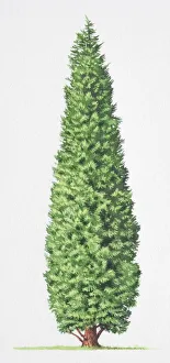 Leyland Cypress, x Cupressocyparis leylandii, tree front view Leyland Cypress, x Cupressocyparis leylandii, tree front view