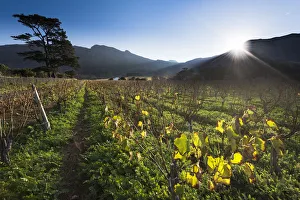 Last light of day on Klein Constantia Estate, Cape Town. RSA Last light of day on Klein Constantia Estate, Cape Town. RSA