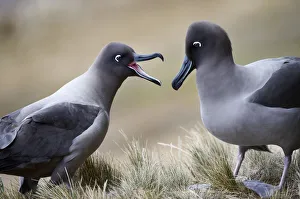 Light-mantled Albatross (Phoebetria palpebrata) Light-mantled Albatross (Phoebetria palpebrata)