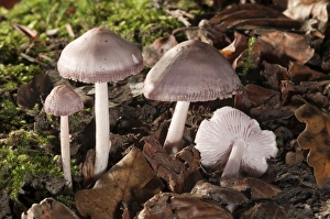 Lilac Bonnet -Mycena pura-, Untergroeningen, Baden-Wuerttemberg, Germany, Europe Lilac Bonnet -Mycena pura-, Untergroeningen, Baden-Wuerttemberg, Germany, Europe