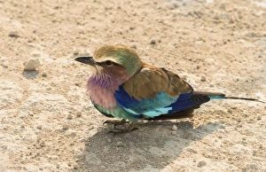 Lilac-breasted Roller -Coracias caudatus-, Etosha National Park, Namibia Lilac-breasted Roller -Coracias caudatus-, Etosha National Park, Namibia