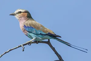 Lilac-breasted roller -Coracias caudatus-, Etosha National Park, Namibia, Africa Lilac-breasted roller -Coracias caudatus-, Etosha National Park, Namibia, Africa