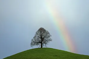 Limetree, linden tree -Tilia- on a moraine hill with a rainbow, Hirzel, Switzerland Limetree, linden tree -Tilia- on a moraine hill with a rainbow, Hirzel, Switzerland